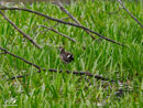 Water Hen – Kurka Wodna